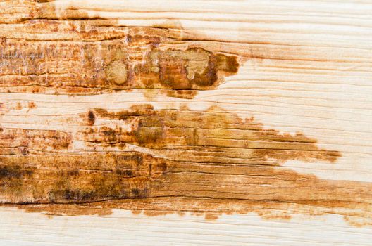 Dry betel nut leaf, palm texture as backgrounds.