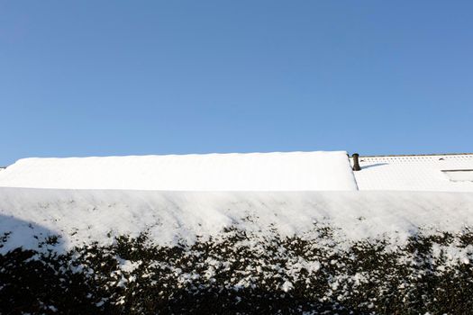 Green hedge covered with snow at winter with a bright blue sky and rooftops cozy homes, copy space winter landscape space for text