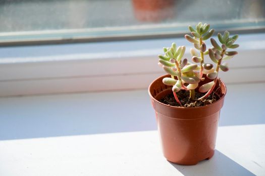 Succulent on the window, sunlight and close-up, beautiful succulent