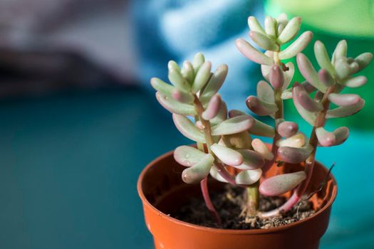 Succulent on the window, sunlight and close-up, beautiful succulent