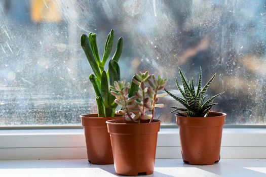 Succulent on the window, sunlight and close-up, beautiful succulent