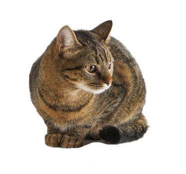 The cat is isolated on a white background. A young tortoiseshell cat is sitting. Ginger striped pet. Short-haired cat of the European breed. The usual simple