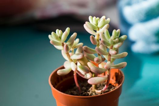 Succulent on the window, sunlight and close-up, beautiful succulent