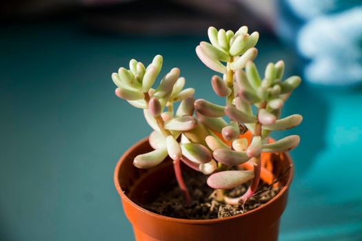 Succulent on the window, sunlight and close-up, beautiful succulent