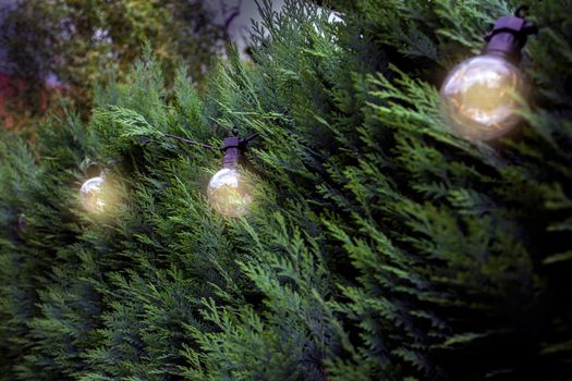 Green Hedges and hanging light bulbs, park or garden, flora,bright, beautiful, leaf, plant and stylish decoration light at home burning in the evening