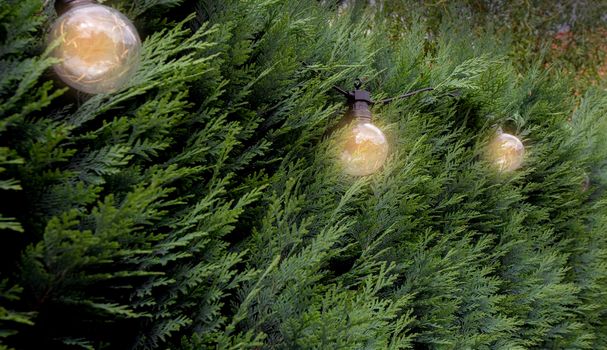 Green Hedges and hanging light bulbs, park or garden, flora,bright, beautiful, leaf, plant and stylish decoration light at home burning in the evening