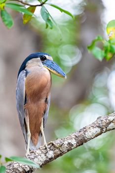 Boat-billed heron (Cochlearius cochlearius) hidden in mangrove swamps in river Tarcoles. Wildlife and birdwatching in Costa Rica.