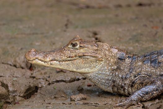 Spectacled caiman (Caiman crocodilus) or Common Caiman, crocodilian reptile found in Refugio de Vida Silvestre Cano Negro, Costa Rica wildlife