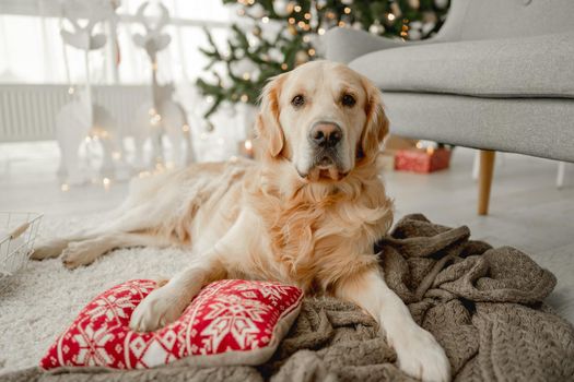 Golden retriever dog in Christmas time lying on floor in room with festive XMas tree on background. Doggy pet at home in New Year