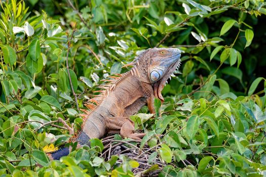 Green iguana (Iguana iguana) on tree in tropical rainforest, Rio Tempisque Guanacaste, Costa Rica wildlife