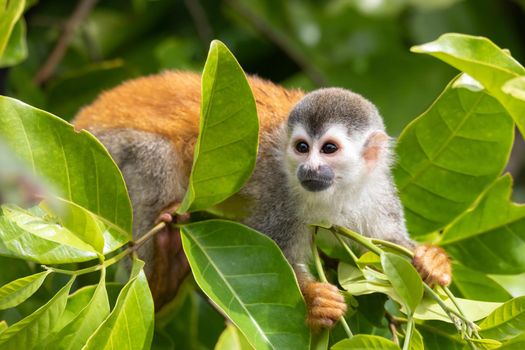 Central American squirrel monkey (Saimiri oerstedii), Quepos, Costa Rica wildlife