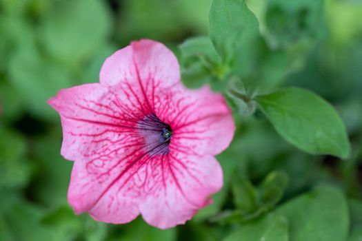 Beautiful Petunia Surfinia Pink Vein, purple and violet surfinia flowers or petunia in the garden.