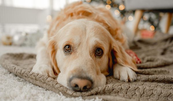 Golden retriever dog looking at camera and lying on floor in room with Christmas lights on background. Closeup portrait of purebred doggy pet at home