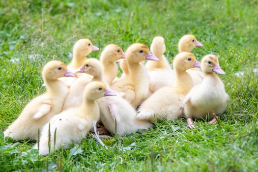 Cute little ducklings in springtime, outdoors on farm, Czech Republic, Europe