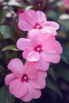 beautiful pink New Guinea impatiens flowers (impatiens hawkeri) in summer garden.