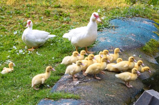Cute little ducklings family in springtime, outdoors on farm, Czech Republic, Europe