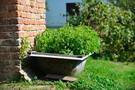 A small farm with an old bathtub and herbs planted in it.