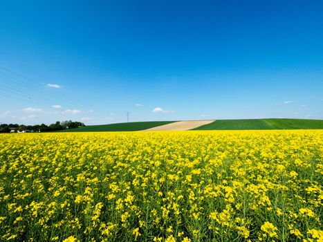 View over a rape field in bloom in a hilly landscape with an almost cloudless blue sky.