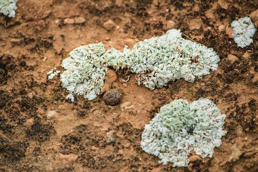 Colorful lichen on soil in the mountain in Spain