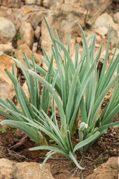 Allium Ampeloprasum before flowering in the mountain in Spain