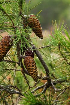 Pine cone of Pinus Halepensis with raindrop in the mountain