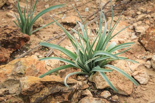 Allium Ampeloprasum before flowering in the mountain in Spain