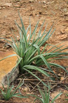 Allium Ampeloprasum before flowering in the mountain in Spain