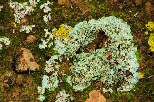 Colorful lichen on soil in the mountain in Spain