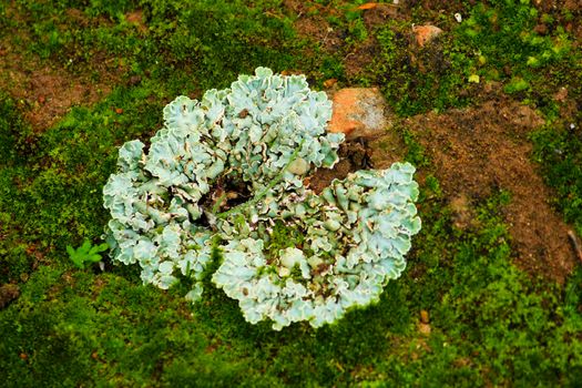 Colorful lichen on soil in the mountain in Spain