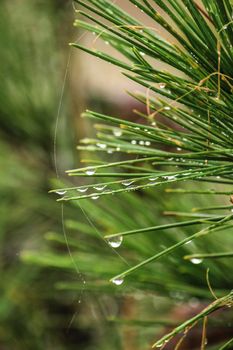 Pine needles with cobwebs and dew drops in the morning in Spain.