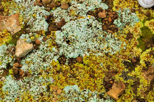 Colorful lichen on soil in the mountain in Spain