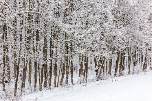 frozen trees covered with snow at cloudy winter day at edge of forest.