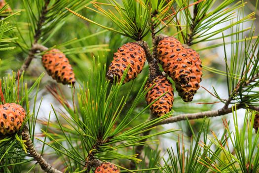 Pine cones of Pinus Halepensis in the mountain in Spain