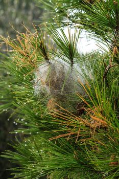 Processsionary caterpillars on nest on a pine tree in spring