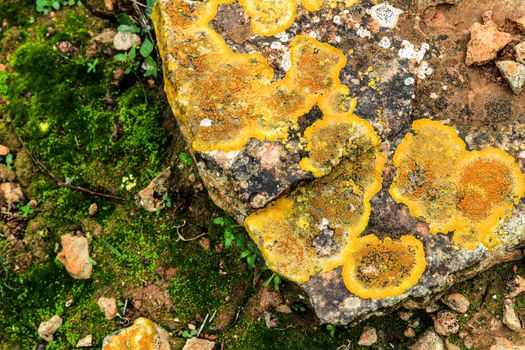 Colorful lichen and moss on soil and stones in the mountain in Spain
