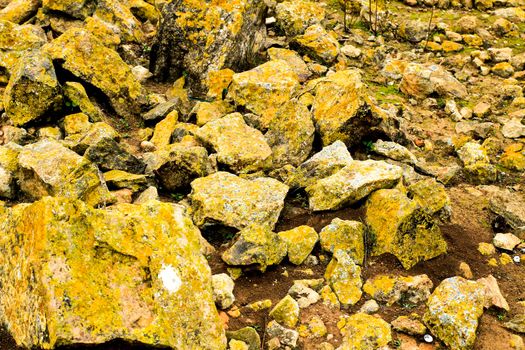 Colorful lichen and moss on soil and stones in the mountain in Spain