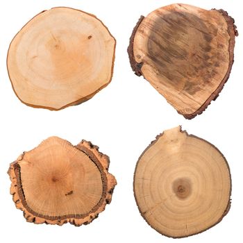 Wood log slices cutted tree trunk isolated on white, top view.