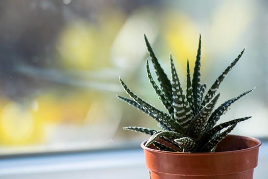 Haworthia succulent on the window, daylight