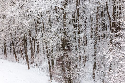 frozen trees covered with snow at cloudy winter day at edge of forest.