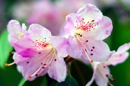 Spring landscape of a flowering branch of rhododendron in the garden