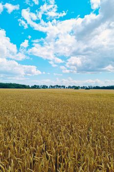 A ripe yellow field of wheat or barley on a sunny summer day. Countryside, landscape