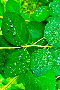 Raindrops on the green branches of the bush, the background of nature