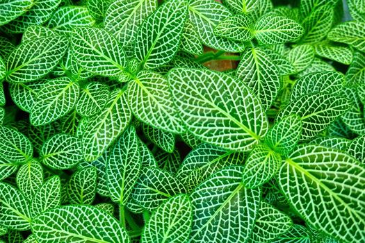 Beautiful green leaves of a houseplant, the background of nature