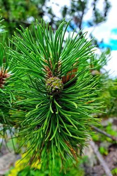 Close-up of a green cone on a pine branch