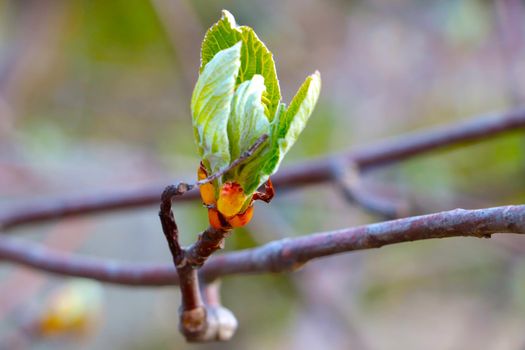 Close-up of a blossoming branch of a tree or bush in the spring