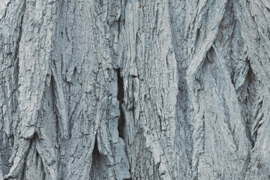 Gray background of the trunk of the bark of the tree, the texture of the tree