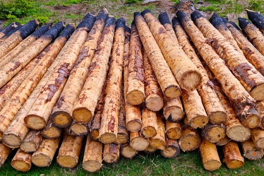 Close-up on tree trunks. Felled trees without bark