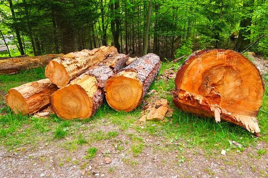 Large felled trees lie on the ground. Clearing the forest. Destruction of nature, deforestation