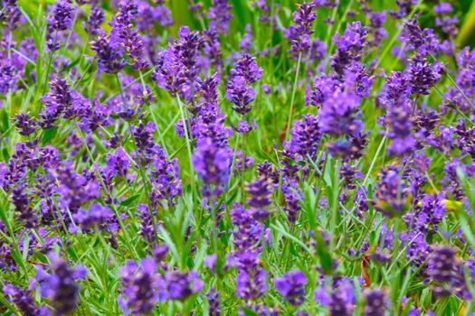 A backdrop of fragrant lavender blooming in the fields in the countryside