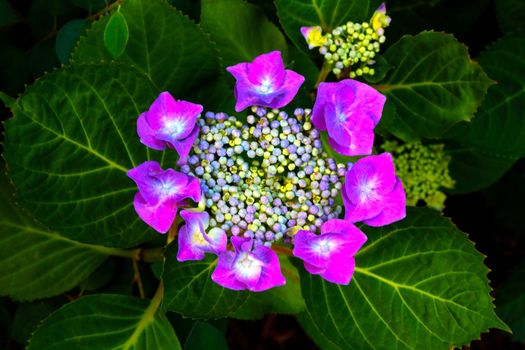 Top view of the flowering hydrangeas in the garden in the spring